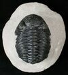 Thick Shelled Phacops Trilobite - Mrakib, Morocco #15664-2